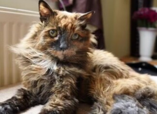 Morre aos 33 anos Rosie, a ‘gata mais velha do mundo’