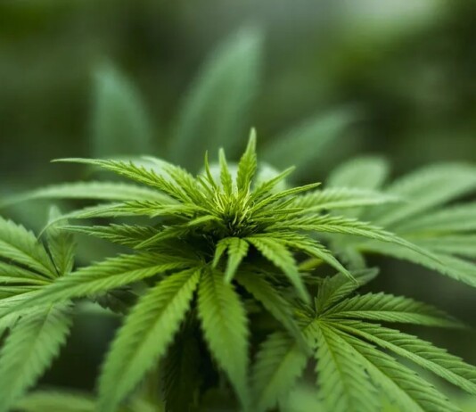 Após deliberação do STF, CNJ realizará mutirão para revisar detenções relacionadas à maconha