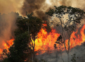 MPF busca intervenção judicial para liberar brigadistas no enfrentamento dos incêndios