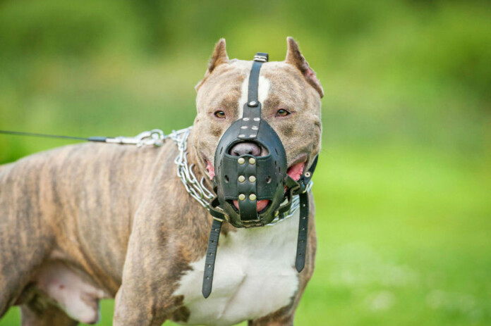 pitbull