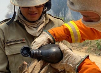 Em Manaus, Corpo de bombeiros já resgatou mais de 500 animais neste ano