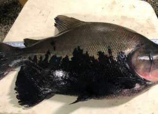 Proibição da pesca do tambaqui nos rios do Amazonas se estende até março de 2025