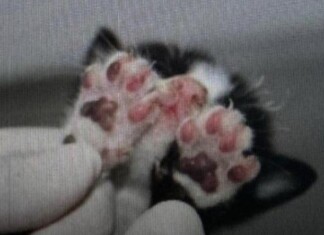 PC-AM intensifica combate aos maus-tratos a animais e encaminha mais de 120 inquéritos à Justiça em 2024