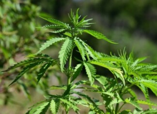 Porte de maconha: STF rejeita recursos e mantém entendimento sobre usuários