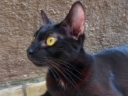 Pretinha