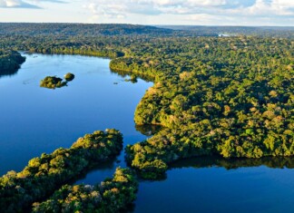 Mudanças climáticas forçam adaptação: aves da Amazônia perdem massa e ganham asas maiores