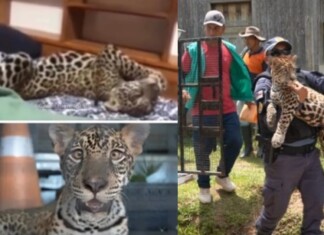 Filhote de onça criado como ‘pet’ no AM volta para família por falta de abrigo