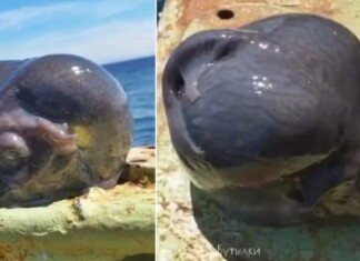 Peixe com ‘cabeça de alien’ é capturado por pescador famoso por registrar ‘monstros marinhos’