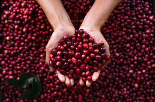 Cherry coffee beans,red coffee In the sack and on the hand