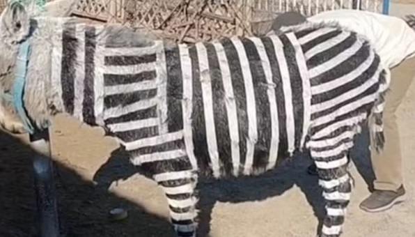 zoo
