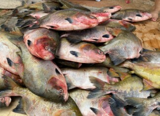 Governo do Amazonas entrega 2 toneladas de pescado para comunidades indígenas de Manaus