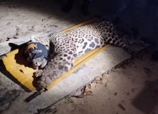 Onça que devorou caseiro no Pantanal é capturada e levada para centro de reabilitação