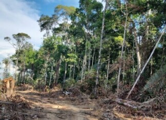 Ipaam embarga mais de 6 mil hectares por desmatamento ilegal com monitoramento remoto em abril