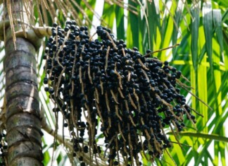 Com incentivos do Idam, produção de açaí cresce 150% no Amazonas
