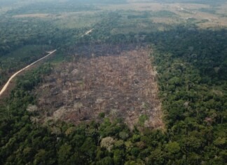 Homem é condenado por corte raso de 85 hectares de floresta amazônica e terá que indenizar o dano ambiental