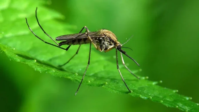 a-close-up-of-a-mosquito-on-a-green-leaf-16X9-1024x576-1