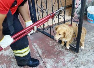 Em Manacapuru, Corpo de Bombeiros resgata cachorro preso em grade após se assustar com fogos de artifício