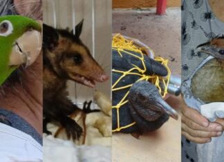 Ipaam resgata quatro animais silvestres após acionamento da população em Manaus
