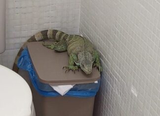 Ipaam resgata 28 animais silvestres em Manaus durante agosto