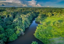 Prodes mostra terceira menor destruição anual da Amazônia desde 1988, com queda de 50% em relação a 2022