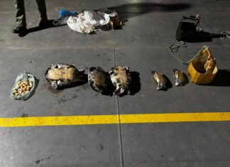 Base Arpão 2: PMAM apreende 30 quelônios durante abordagem em uma embarcação