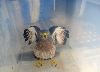 Ipaam resgata sete animais silvestres após acionamento da população em Manaus