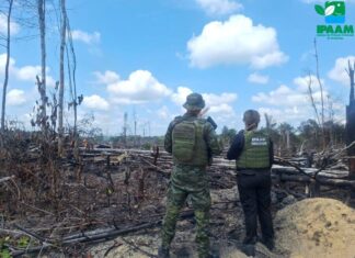 Ipaam aplica mais de R$ 90 mil em multas por crimes ambientais na Região Metropolitana de Manaus