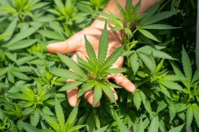 crystalweed-cannabis-nfumidf3ihe-unsplash
