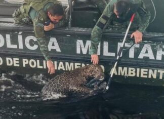 Polícia Militar do Amazonas resgata onça ferida por disparos de arma de fogo no Rio Negro