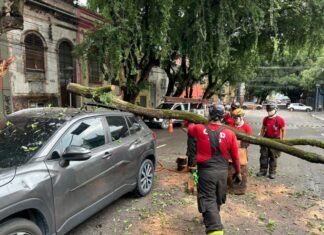 Corpo de Bombeiros desobstrui avenida Ferreira Pena, no Centro, interditada após tronco cair em cima de veículo