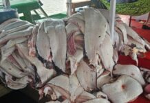 Fiscalização integrada apreende 4,5 toneladas de pescado ilegal na RDS Piagaçu-Purus