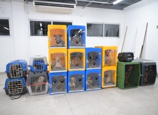 Operação da Sepet-AM resgata 24 cachorros em situação de maus-tratos no bairro Flores, em Manaus
