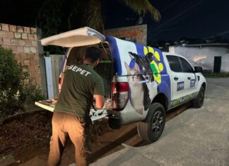 Mais de 20 animais são resgatados de canil clandestino desarticulado pela Sepet-AM
