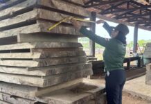 Em outubro, Ipaam libera mais de 300 mil metros cúbicos de madeira para produção legal no Amazonas