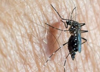 Dia D de combate ao Aedes aegypti acontece neste sábado em todo o país