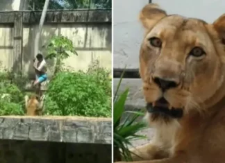 Vaqueirinho, jovem que invadiu jaula de leoa, cresceu em abandono e sonhava em domar leões