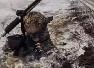 Após ser encontrada ferida no Rio Negro, onça é reintroduzida na Amazônia após megaoperação