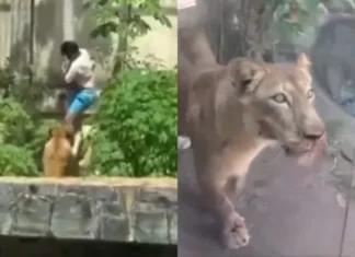 Leoa mata homem cuja internação havia sido ordenada por juiz um mês antes