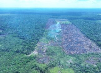 Operação Tamoiotatá 2025: Ipaam aplica R$ 144,7 milhões em multas por crimes ambientais no sul do Amazonas