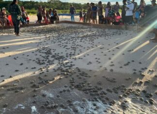 Sema Amazonas promove soltura de 380 mil quelônios no Médio Juruá