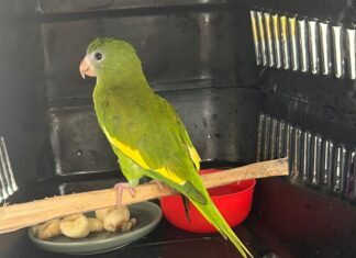 Ipaam registra 38 resgates de animais silvestres em novembro na capital