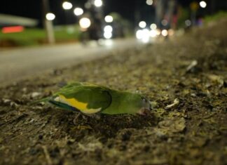 Secretaria de Estado de Proteção Animal resgata aves atropeladas em Manaus