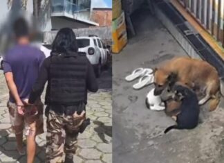 Polícia resgata quatro cães e prende homem acusado de matar cachorro na zona Leste