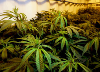 Consumo de Cannabis entre adolescentes do sexo feminino dispara em uma década, diz levantamento da Unifesp