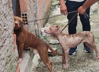 PC-AM reforça combate ao abandono e aos maus-tratos de animais e alerta para riscos de canis clandestinos
