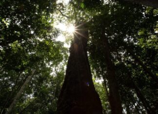 Balanço 2025: Amazonas registra menor número de focos de calor em 23 anos, aponta Inpe