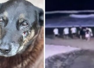 Caso de crueldade: Cão sofre eutanásia após ser agredido covardemente por adolescentes; Veja