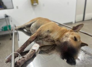 Cadela ferida por ‘catolé’ na virada do ano será operada no Hospital Público Veterinário sob cuidados da Sepet