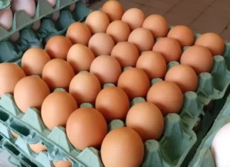 Vendas externas de ovos crescem mais de 120% e fecham 2025 em nível recorde