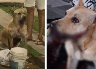 Explosivo usado no Réveillon fere gravemente cadela comunitária e provoca mutilação em Manaus